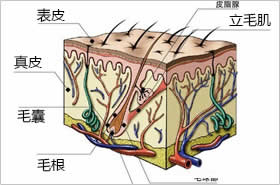 白癜风出现掉发正常吗